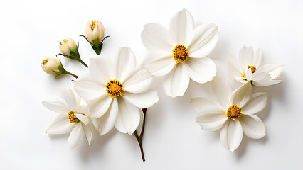 Obraz premium Beautiful flowers bring back memories.