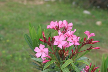 Oleander flowers (Nerium oleander) in spring