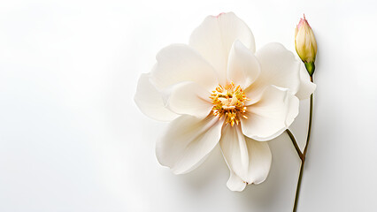 Obraz premium Beautiful flowers bring back memories.