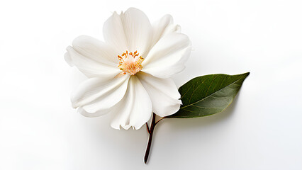 Beautiful flowers bring back memories.