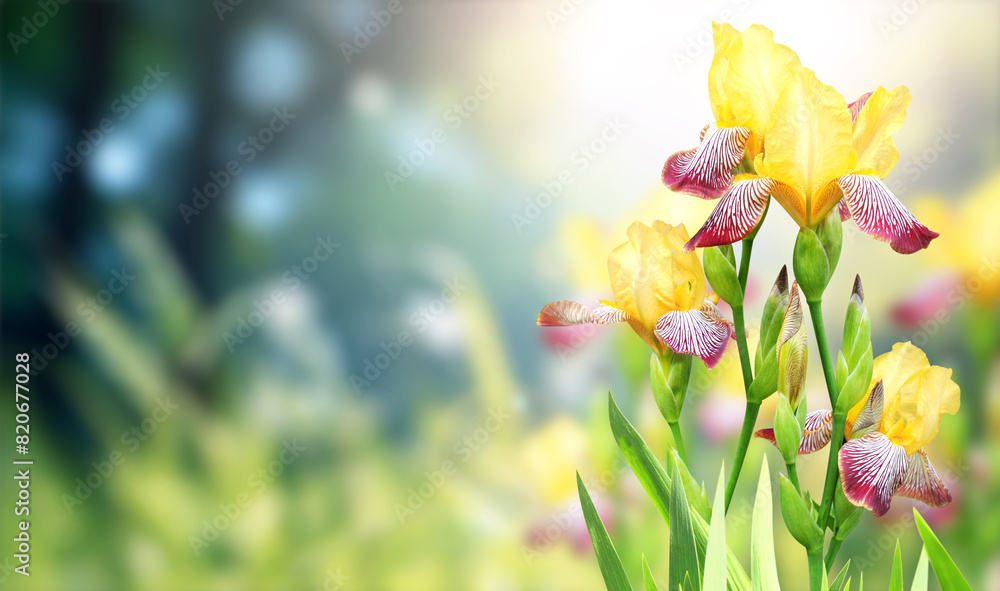 Aufkleber iris flowers on sunny beautiful nature spring background. horizontal backdrop with summer scene with