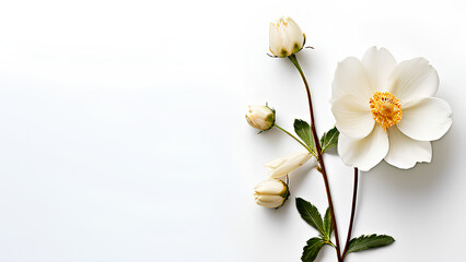 Fototapeta premium Beautiful flowers bring back memories.