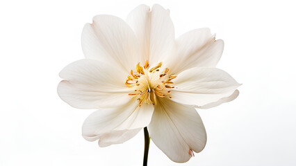 Beautiful flowers bring back memories.