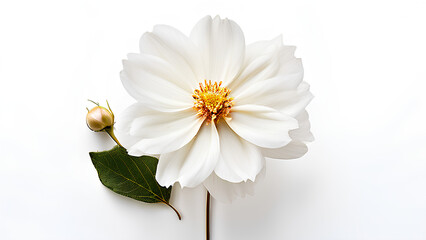 Obraz premium Beautiful flowers bring back memories.