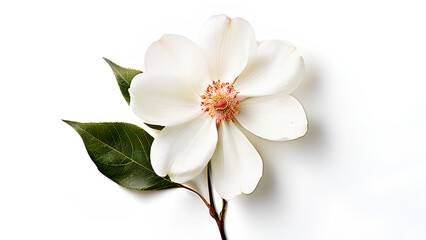 Obraz premium Beautiful flowers bring back memories.