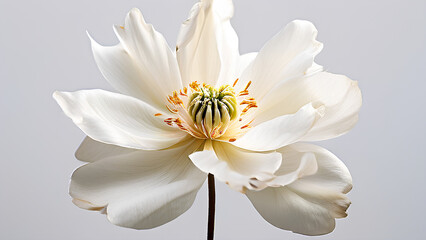 Obraz premium Beautiful flowers bring back memories.