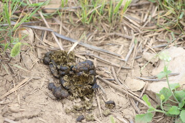 dry sheep droppings on grass