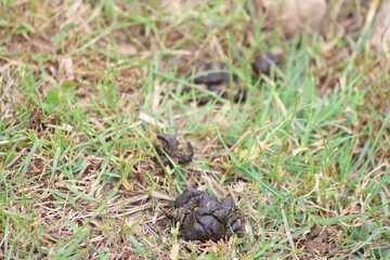 dry sheep droppings on grass