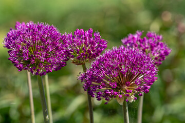 close up of a purple flower