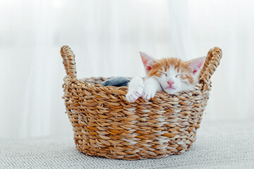 single ginger kitten exuding tranquility as it sleeps with paws outstretched in a natural woven...