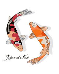 Japanese Koi fish isolated on white background. Carp fish from Japan. Hand drawn vector eps.