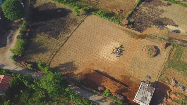 Aerial drone shot of harvested wheat farmlands during summer in a rural village of orchha madhya pradesh in india