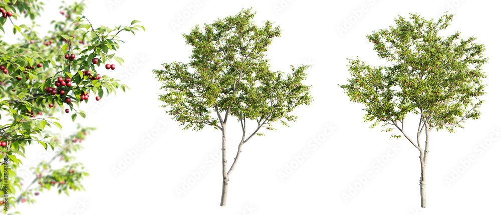 Poster cherry trees isolated on transparent background and selective focus close-up. 3d render.