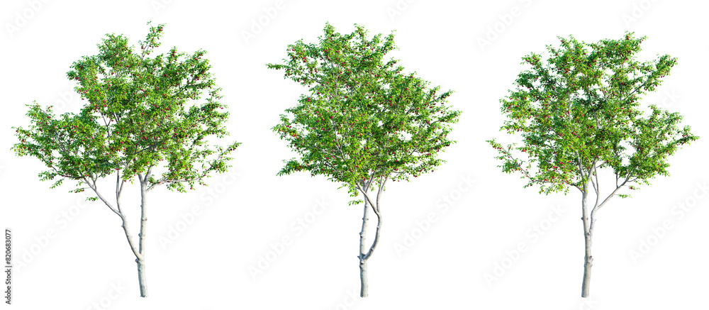 Poster cherry trees isolated on transparent background. 3d render.