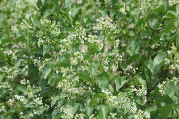 Flowers of Cionura erecta is only one species of its genus