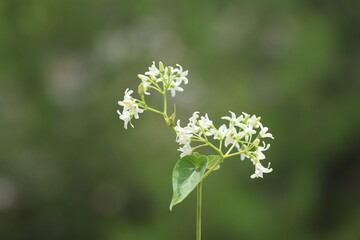 Flowers and leaves of Cionura erecta 