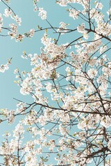 
A tree with white flowers.
