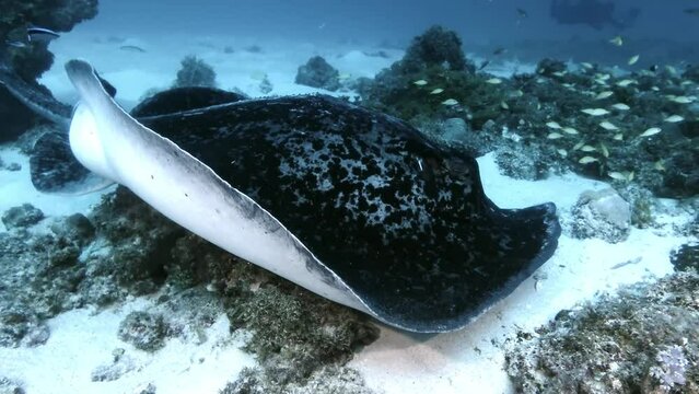 Black spotted stingray getting cleaned by cleaner fish underwater in Mauritius Island
d