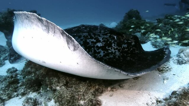 Close up shot of big black spotted sting ray lying on sand in Mauritius Island