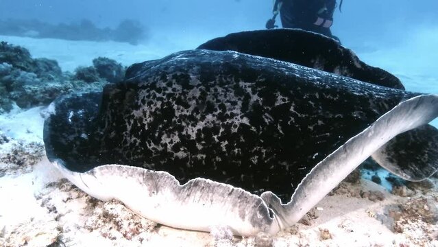 Close up of gib black blotched stingray lying on sand 