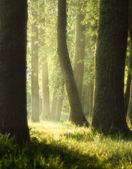 morning in the forest