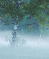 tree in the fog