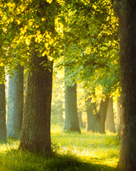 summer morning in the forest
