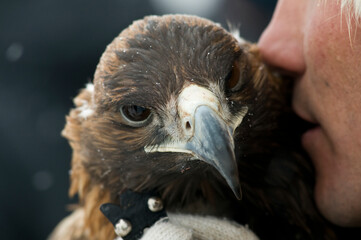 Competitions with birds of prey in Kazakhstan. Berkutchi hunters, an ancient national type of hunting with birds of prey. December 5, 2007