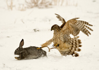Competitions with birds of prey in Kazakhstan. Berkutchi hunters, an ancient national type of hunting with birds of prey. December 5, 2007