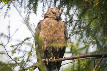 Buzzard sitting in a tree and hidden behind branches