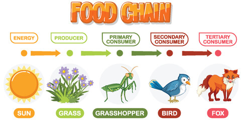 Depicts energy flow through a food chain