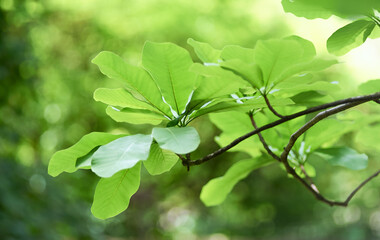 Green leaves background. Selective and soft focus. Copy space.