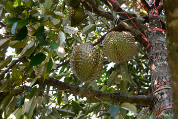 Durian fruit on tree, Thai durian fruit garden