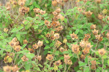 Cistus creticus is a species of shrubby plant in the family Cistaceae.