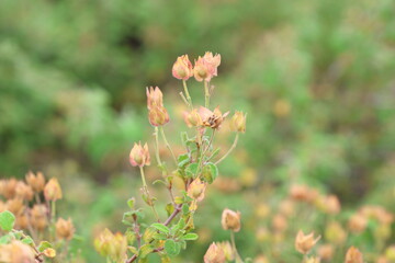Cistus creticus is a species of shrubby plant in the family Cistaceae. 