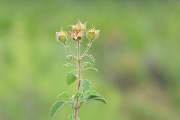 Cistus creticus is a species of shrubby plant in the family Cistaceae.