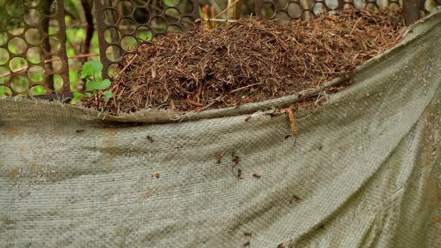 large ants run around and build an anthill from improvised materials