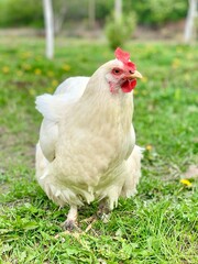 white chicken on the grass