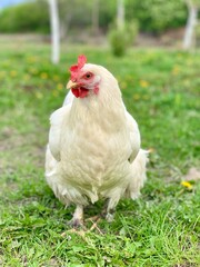 white chicken on the grass