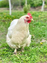 white chicken on the grass