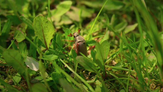 cockchafer. a May bug on the grass. It's a sunny day. beetle crawls on the grass