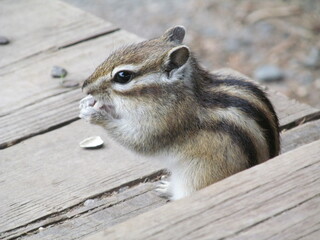 Striped Asian Siberian chipmunk (Latin Tamias sibiricus) rodent of the squirrel family eating a meal in the natural habitat in forest. Eastern Chipmunk looking behind and watching potencional danger.