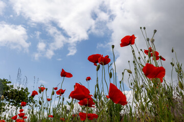 poppy field with sky