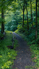 path in the forest