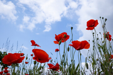 poppy field with sky