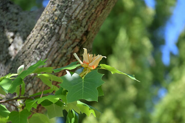 ユリノキの花