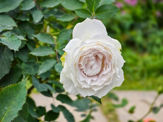 Pure Elegance: Close-Up of a Rare White Rose