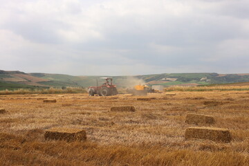Fototapeta premium straw bales on a field