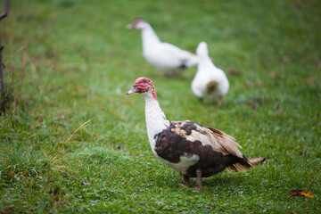  Muscovy duck at cloudy day in autumn