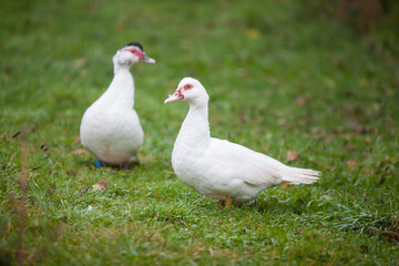  Two Muscovy ducks at cloudy day in autumn
